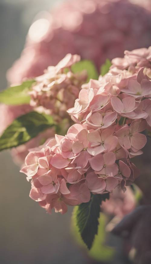 Una mano envejecida que sostiene una delicada hortensia rosa bajo la suave luz del sol.