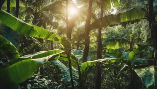 A lush rainforest landscape filled with banana trees, their leaves glowing in the afternoon sun. Tapeta [8ad858c96e6741758d38]