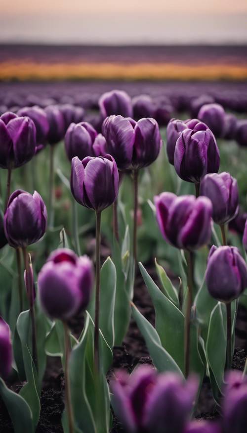 Pole czarnych tulipanów z fioletowymi odcieniami, pod zachmurzonym szarym niebem o zachodzie słońca