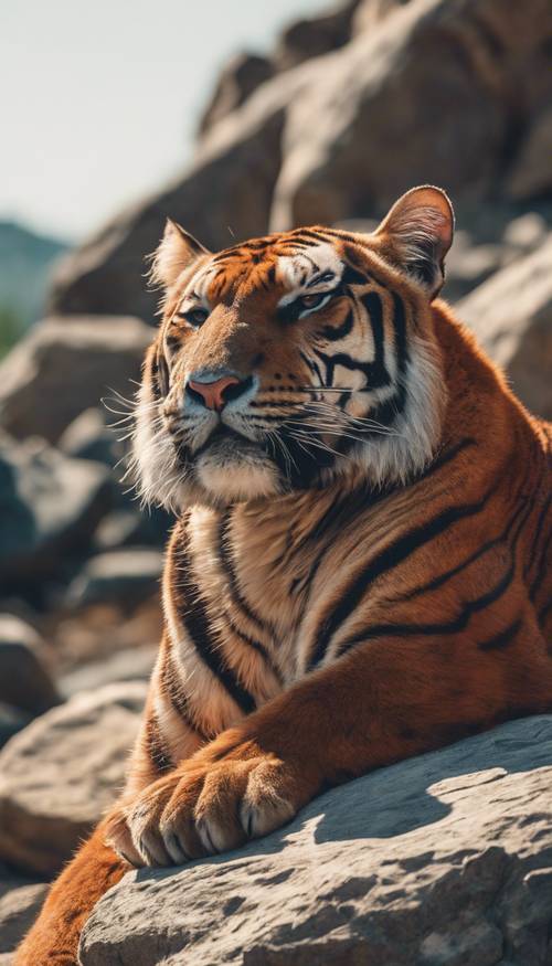 Um enorme tigre vermelho tomando sol em um terreno rochoso. Papel de parede [d39c806223da440da7d3]