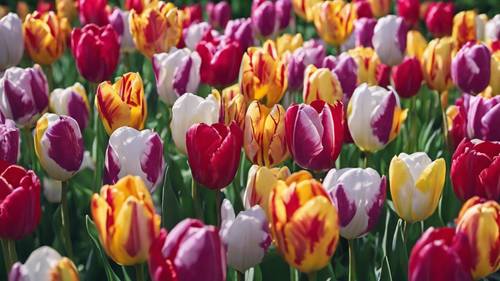 An array of different tulip breeds, showcasing a diverse range of colors and shapes. Tapet [ffd6fa3a4a424972b5f5]