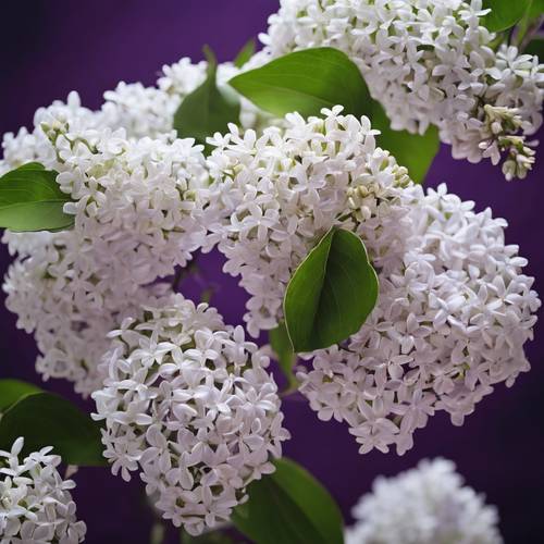 An elegant abstract composition of white lilacs against a deep purple backdrop.