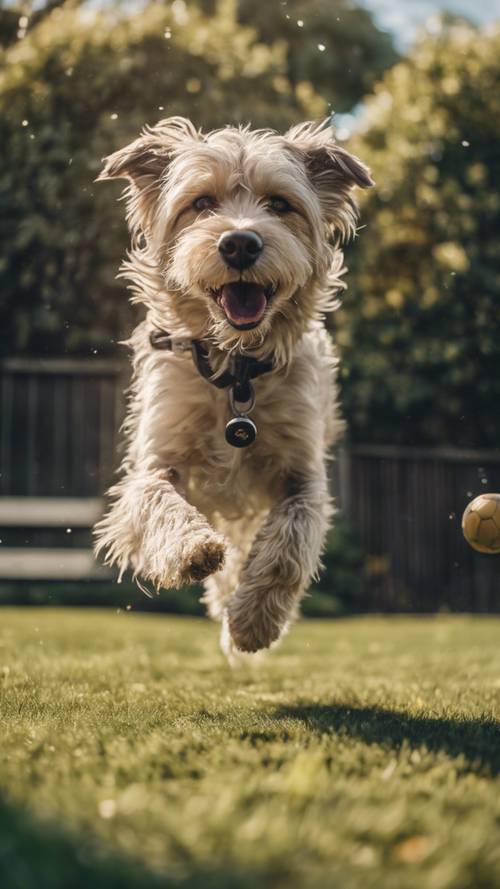 Um cachorro desalinhado correndo atrás de uma bola de futebol em um quintal suburbano.