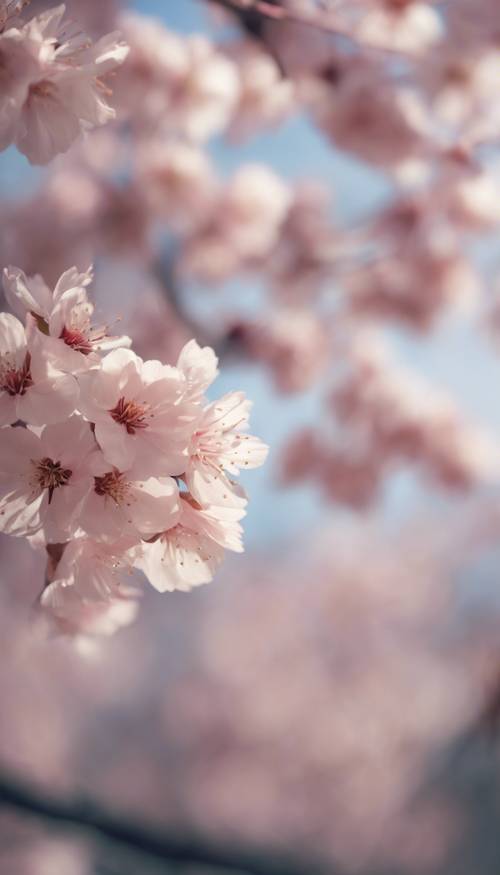 Un primo piano estetico di petali di fiori di ciliegio, freschi di rugiada mattutina.