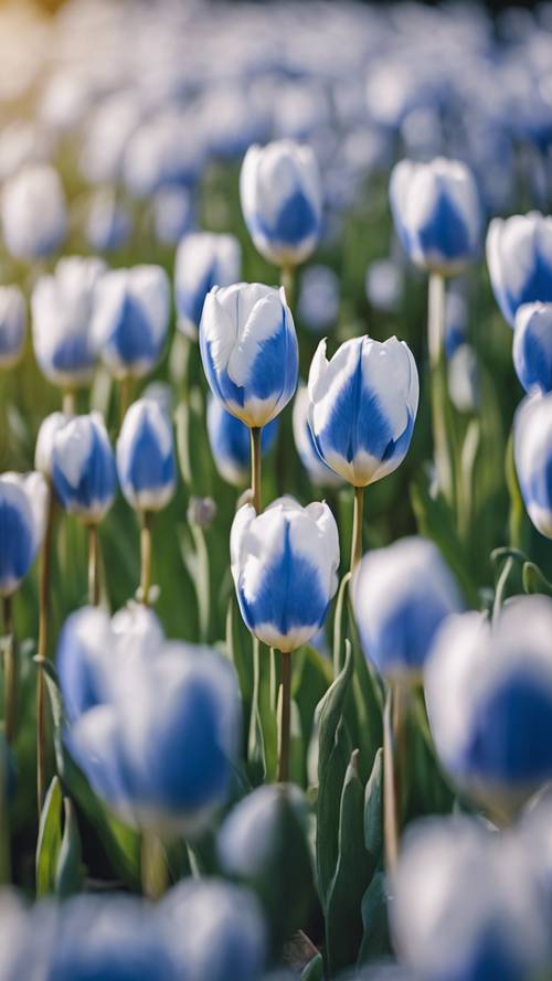 Tulip biru langit berdiri tegak di tengah hamparan bunga lonceng putih.