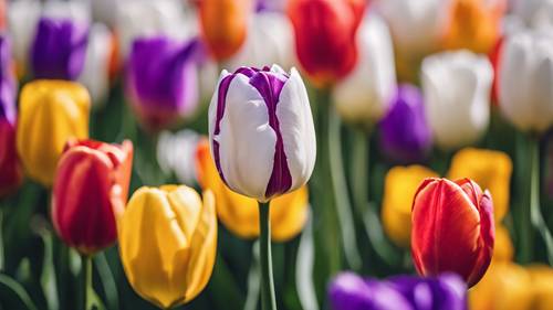 A vibrant rainbow-colored tulip standing out in a field of white tulips.