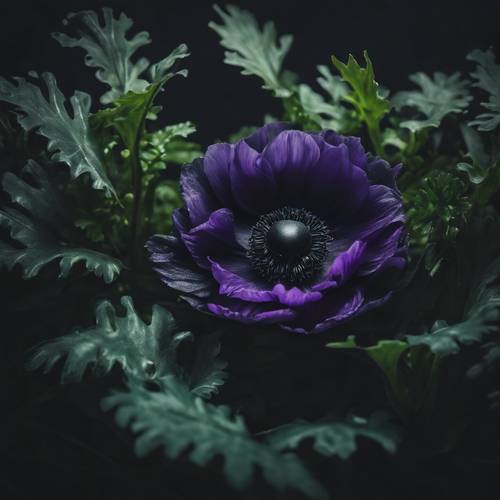 A single black anemone edged with violet, surrounded by a tangle of dark green leaves