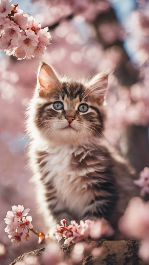 İlkbaharda oyuncu bir kedi yavrusunun arka planını oluşturan, tamamen çiçek açan bir kiraz çiçeği ağacı.