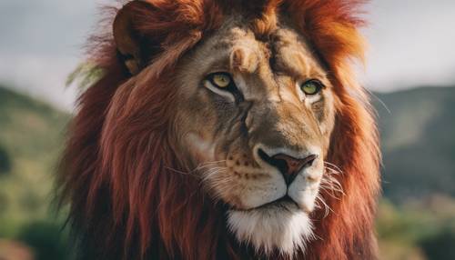 Primer plano de los ojos verdes de un león rojo, llenos de determinación y fuerza.