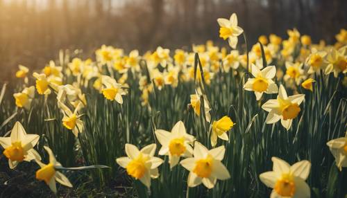 Un primo piano di narcisi luminosi su uno sfondo di erba selvatica.