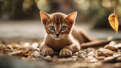 Абиссинский котенок игриво хлопает лапой по золотому листу в безмятежном дзен-саду.
