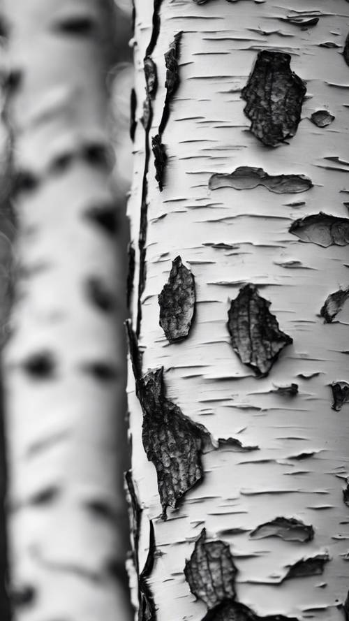 껍질이 벗겨진 자작나무의 클로즈업 보기가 놀라운 흑백 디테일로 표시됩니다.