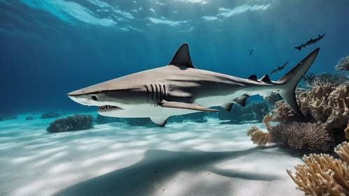 A tiger shark with distinct stripes, gliding calmly in an aqua-blue coral reef.