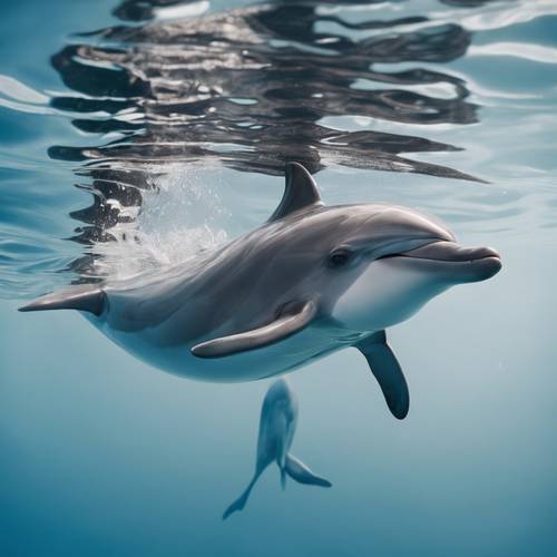 Ciekawski delfin badający własne odbicie na spodniej stronie gładkiej, szklistej powierzchni wody.