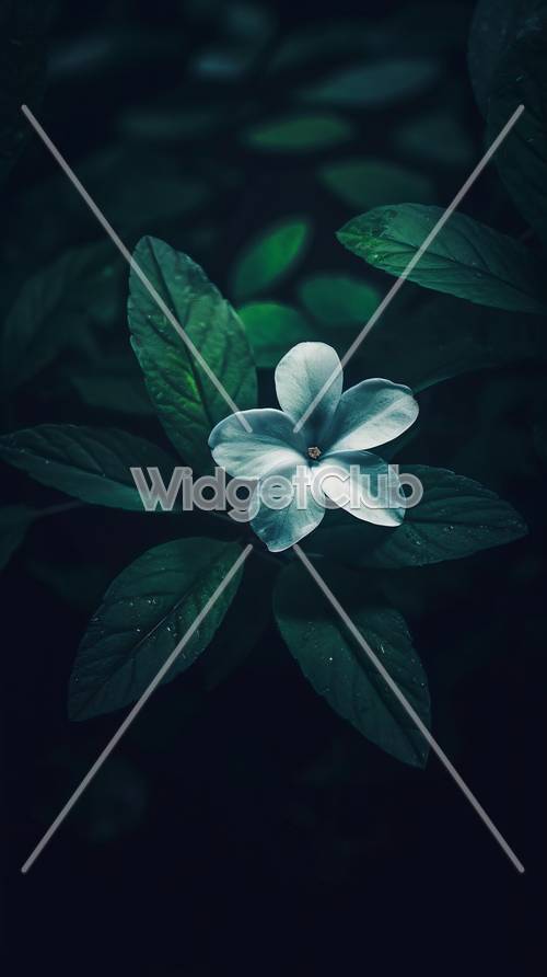 Красивый белый цветок в темно-зеленых листьях