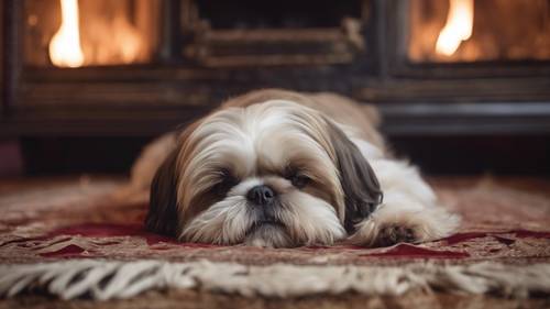 一只西施犬在维多利亚时代的房间里的豪华天鹅绒地毯上睡觉，背景中是熊熊燃烧的火焰。