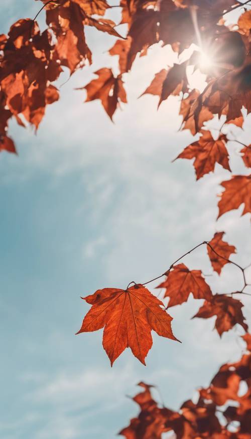 Hoja de otoño a todo color, sus brillantes rojos y naranjas contrastan con el suave cielo azul de fondo.