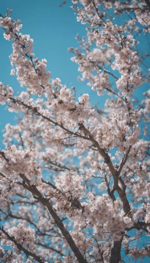 Un albero grigio in piena fioritura durante la primavera con un vibrante cielo azzurro sullo sfondo.