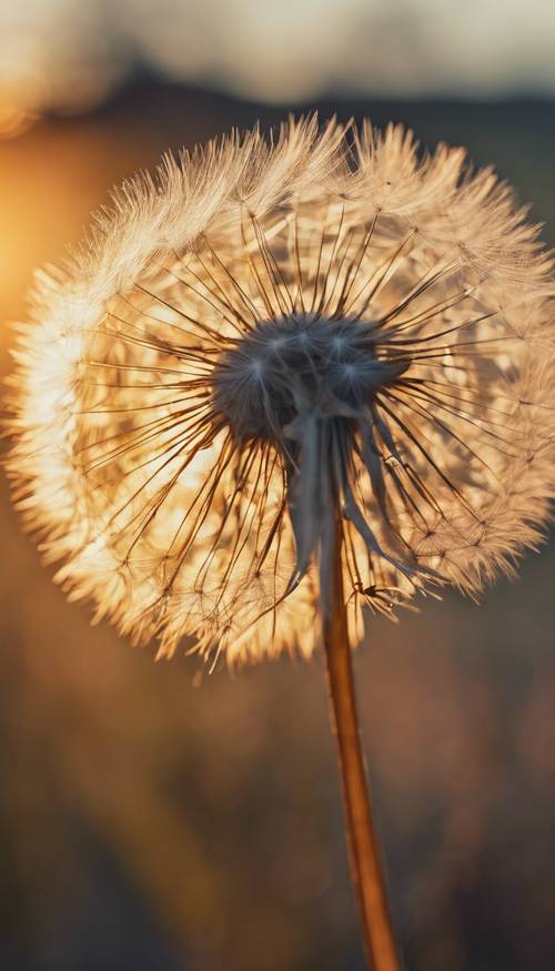 Gambar close-up dari satu bunga dandelion yang sempurna dalam cahaya lembut matahari terbenam.