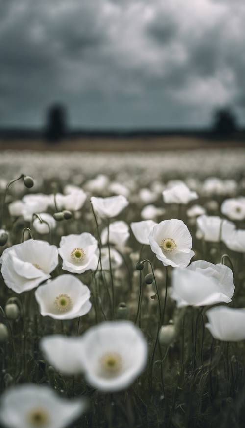 A field of white poppies under a stormy gray sky.