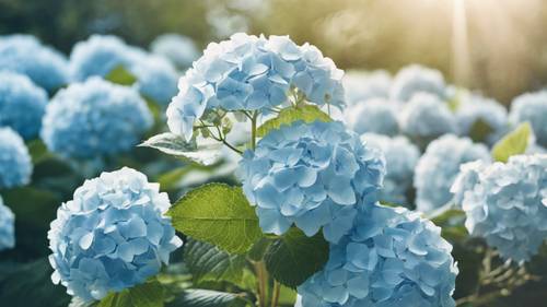 Yumuşak bahar güneş ışığı altında tam çiçek açan pastel mavi ortancalar.