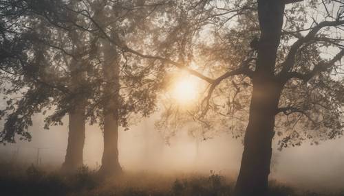 Heavenly view of the sun peeking through dense morning fog. Tapet [85a88d82fc0b49519881]