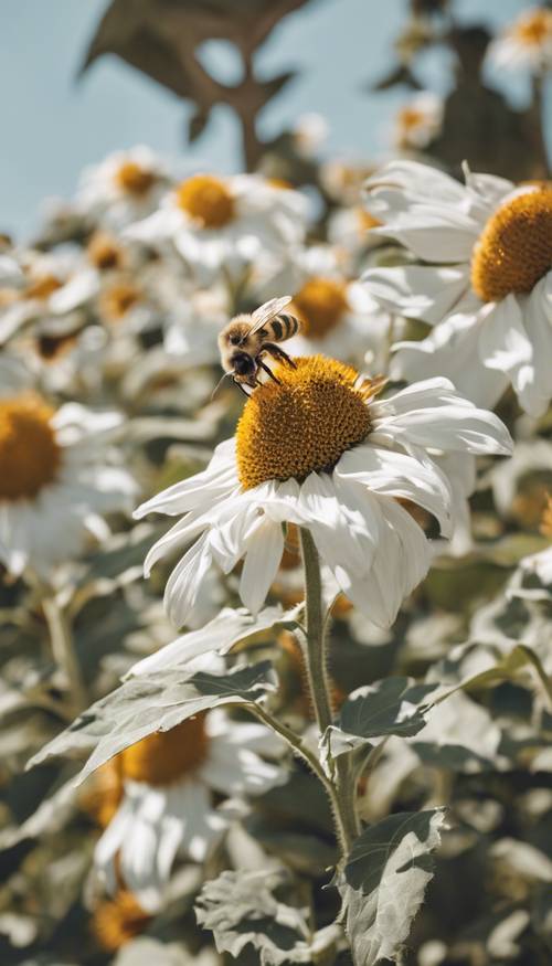 一隻蜜蜂正在為高聳的白色向日葵授粉。
