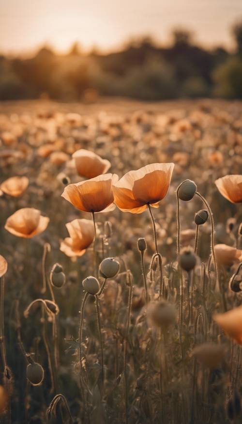 A field full of tan poppy flowers gently swaying in the breeze at sunset.