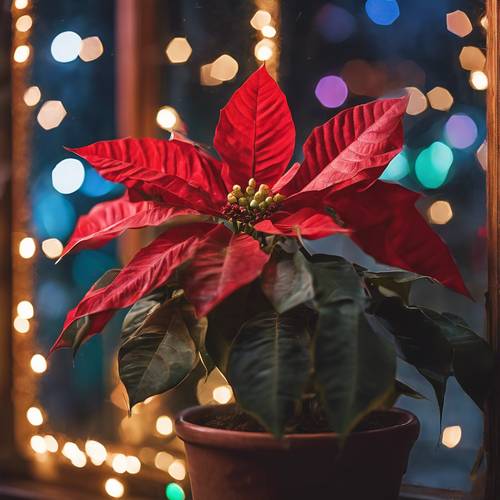 A poinsettia plant displayed in a window, framed by colorful Christmas lights.