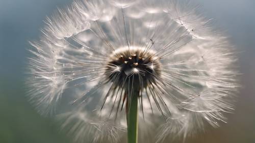 A delicate dandelion seed head, ready to disperse in the wind.