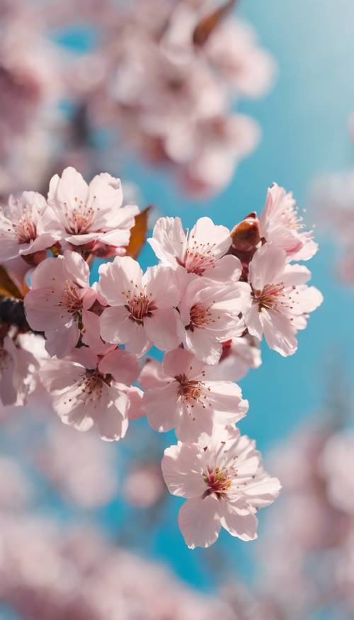 Delicate pink cherry blossoms in full bloom against a soft blue sky.
