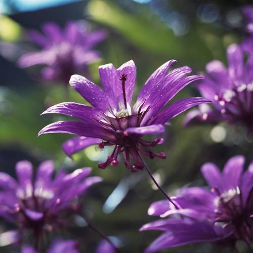 ハワイの庭に咲く、大胆な紫色のクラウンフラワーが重そうに揺れている