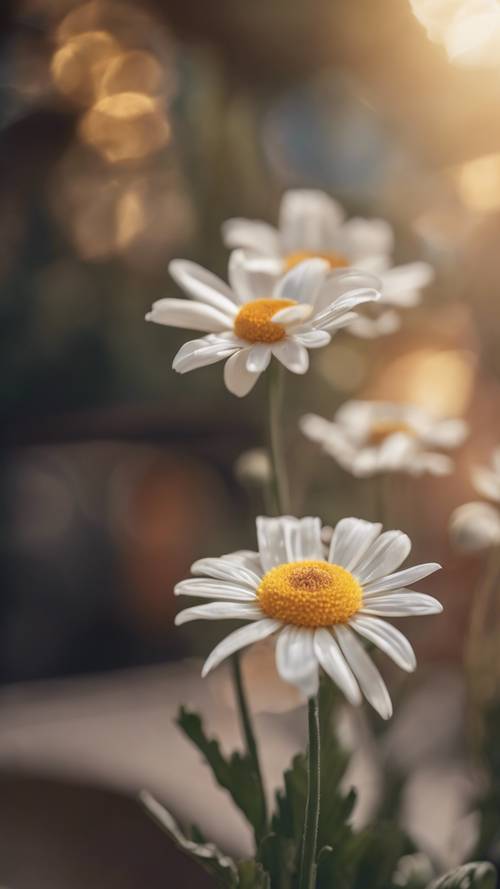 A single golden daisy with soft, luminescent petals resting lightly on a garden table.