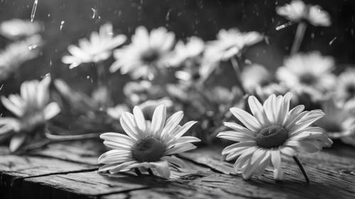 Several daisies scattered carelessly on a rustic wooden table, with muted lightning, in black and white.