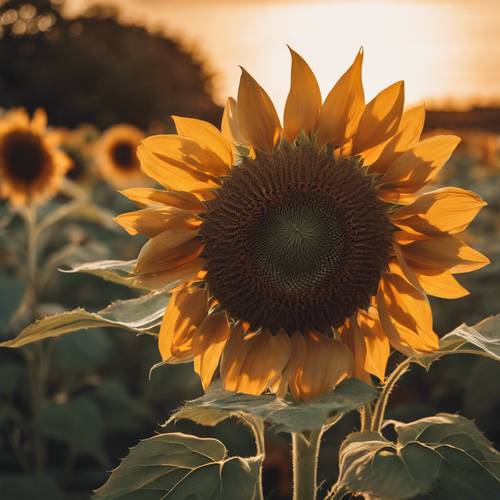 A sunflower caught in the golden hues of a sunset.