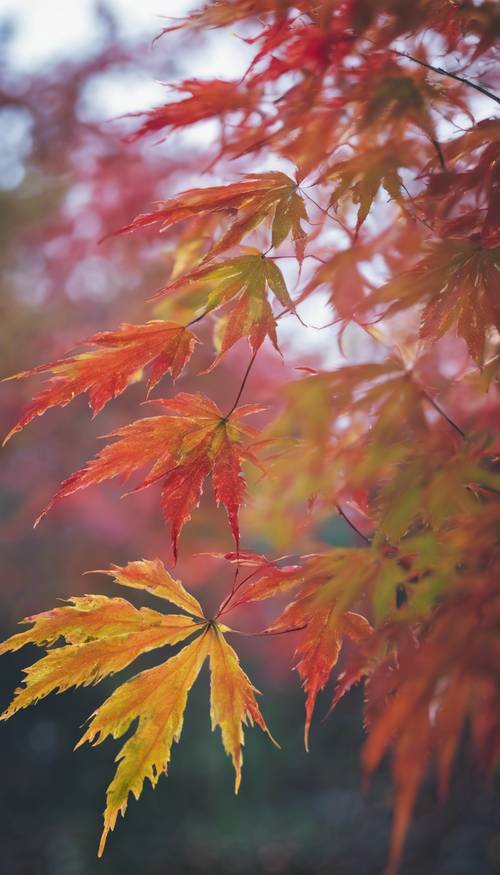 一棵美麗的日本楓樹在未受破壞的森林中展現出彩虹般的彩色葉子