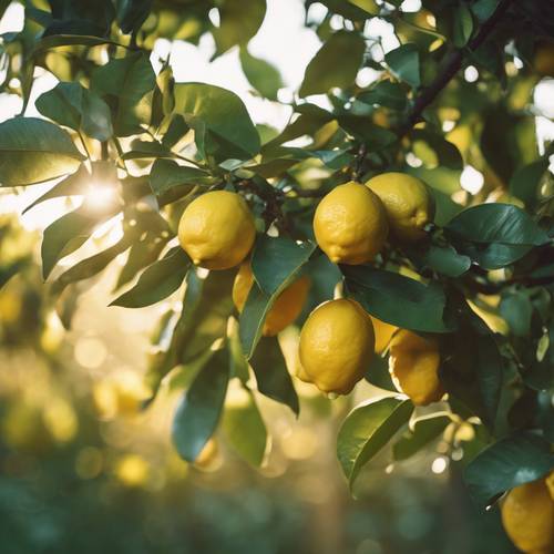 成熟的檸檬掛在樹上，午後的陽光透過樹葉閃閃發光。
