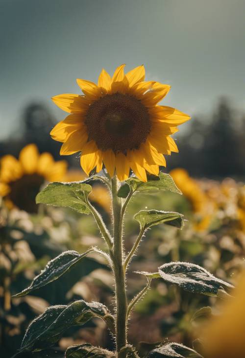Bunga matahari kuning bersandar ke arah matahari pagi di ladang yang tertutup embun.