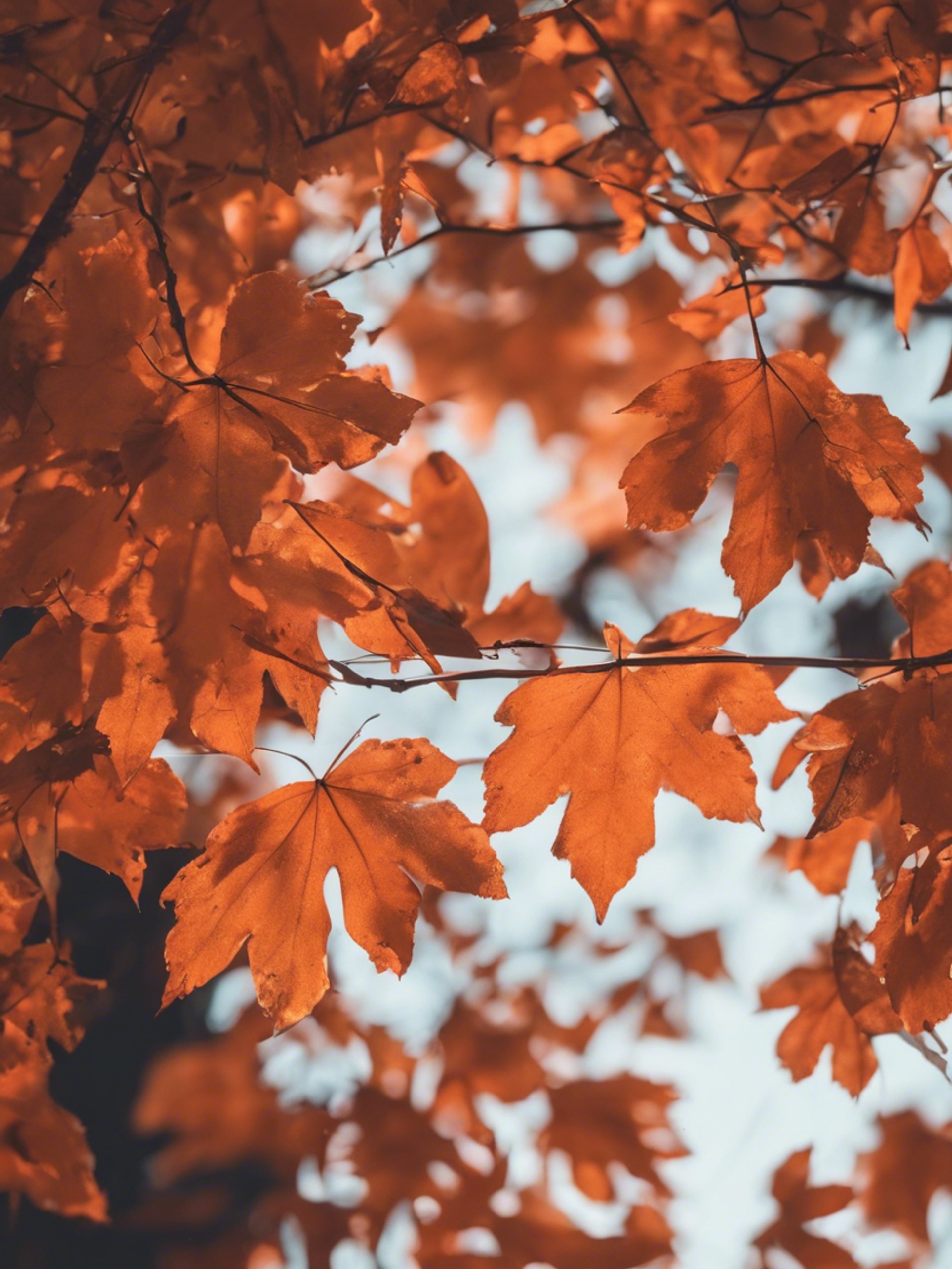 Glowing neon orange autumn leaves falling from a tree at dusk. Wallpaper[8b819f0b5bed469d9458]