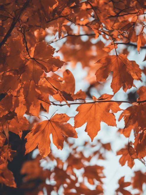 黃昏時分，發光的霓虹橙色秋葉從樹上飄落。