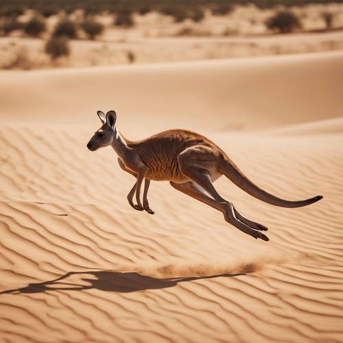 Aerial view of a kangaroo sprinting through the tan, sandy desert under the midday sun