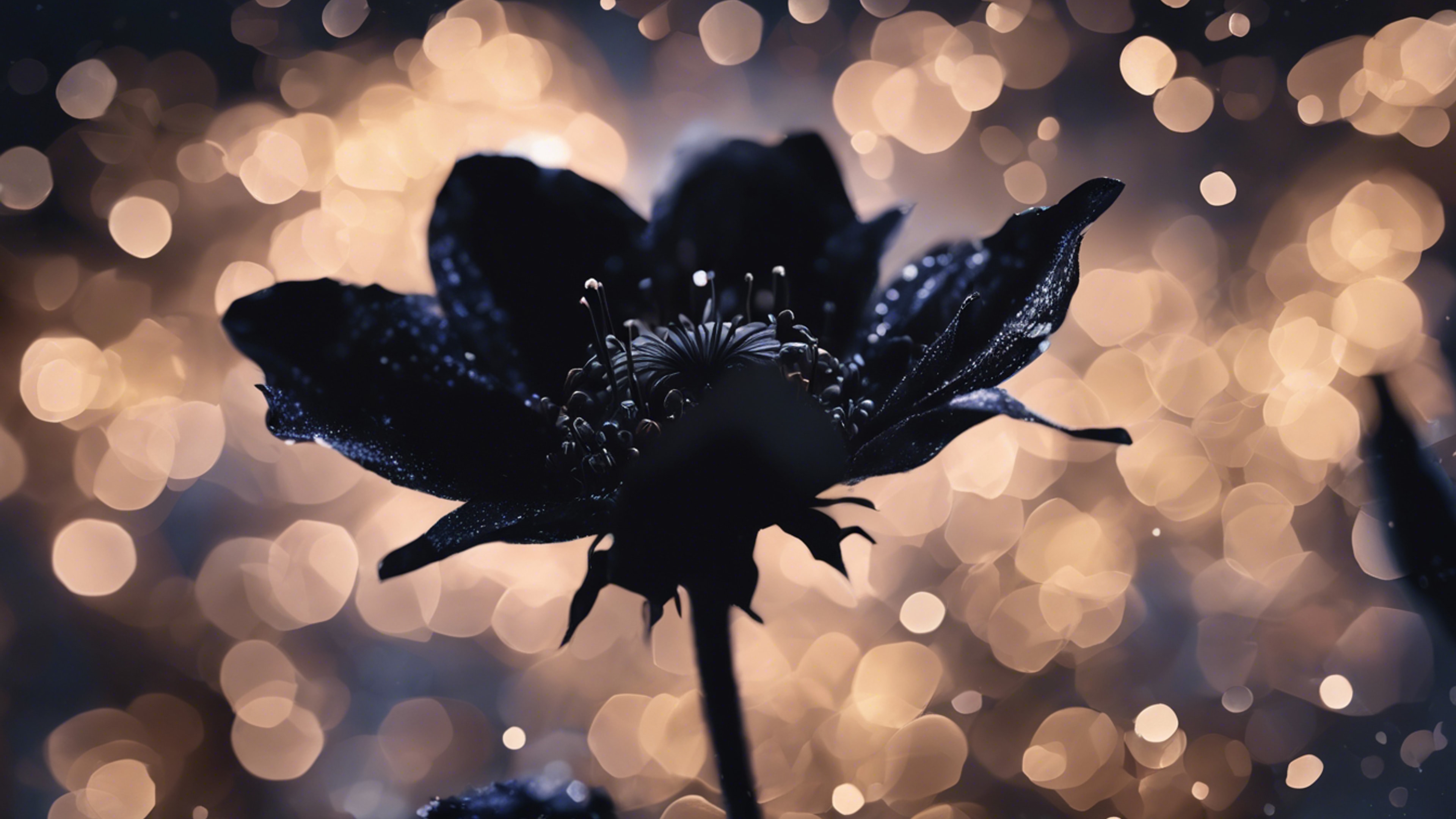 A silhouette of a night-blooming black flower, its petals slightly shimmering beneath a starlit sky. Tapéta[42f6de17cdb14a3f8111]