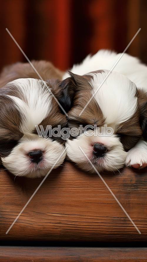 Amigos cachorrinhos sonolentos em uma tarde aconchegante