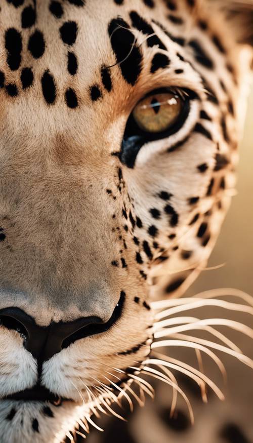 Vue rapprochée de l&#39;œil d&#39;un léopard en or rose reflétant la savane africaine.