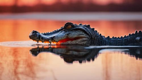 A crocodile half-submerged in a glassy lake, reflecting the fiery hues of a stunning sunset.