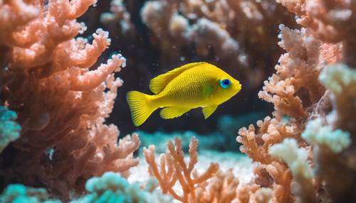 Un solitario pez damisela turquesa maniobrando a través de un laberinto de coral en un arrecife.