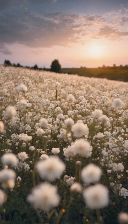 An enchanting field covered in soft, cream flower blossoms under the twilight sky.