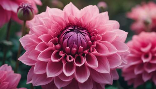 一朵深粉色的大麗花在自己的花瓣裡作繭，即將綻放。