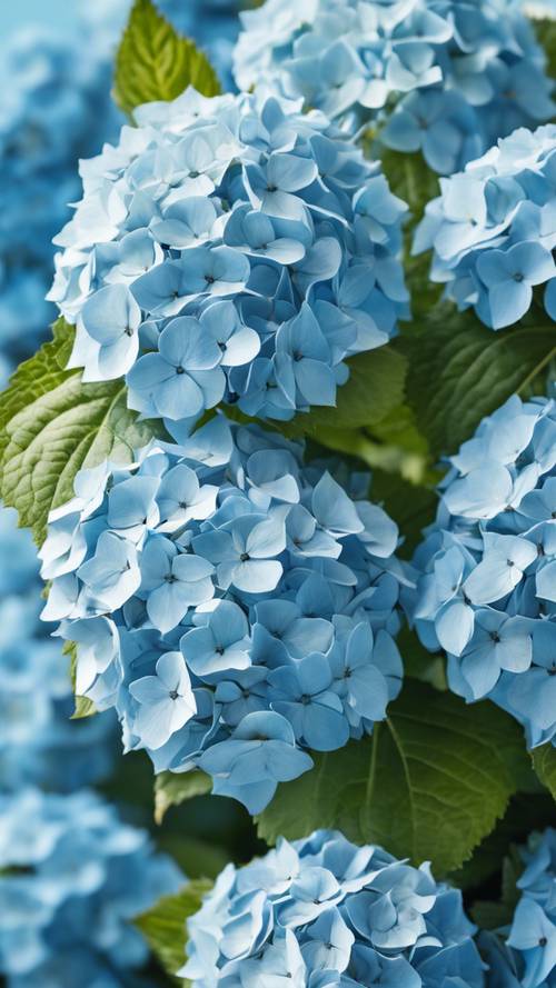 Açık mavi yaz gökyüzünün altında bir demet bebek mavisi ortanca çiçeği