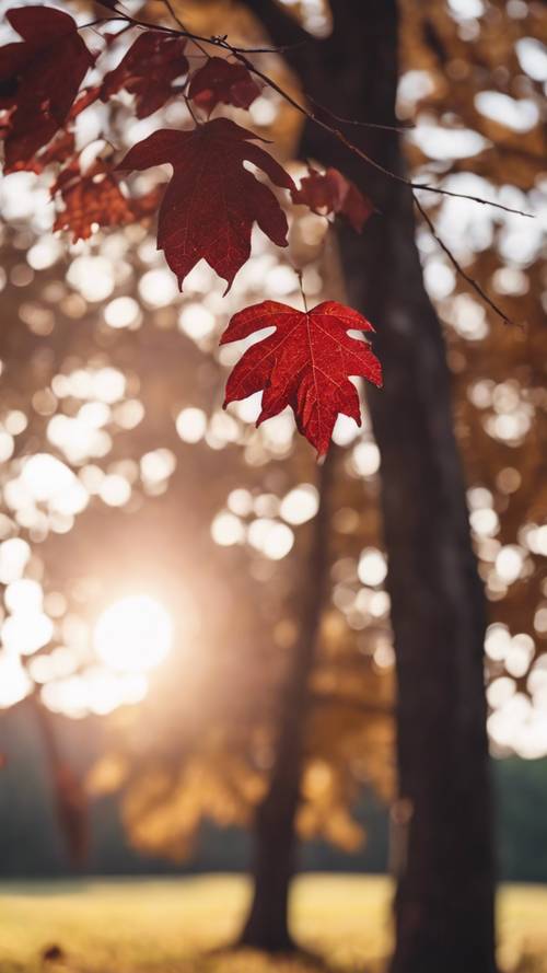 A solitary maroon leaf falling from a tree during an early autumn sunset.